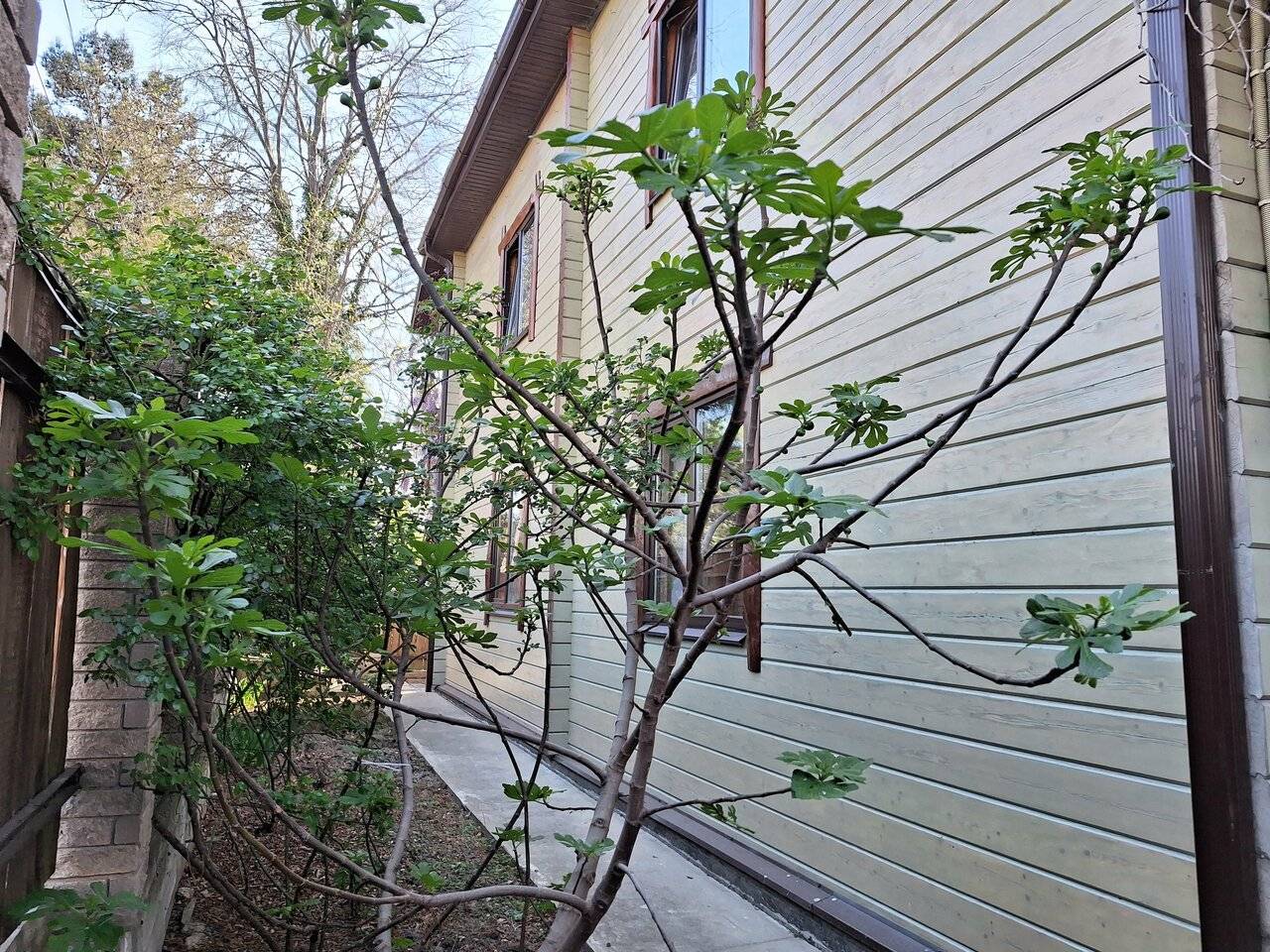 Фото Гостевого дома Мама Джан Архипо-Осиповка 11